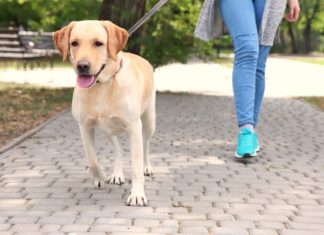 Come portare a spasso il cane?