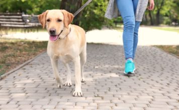 Come portare a spasso il cane?