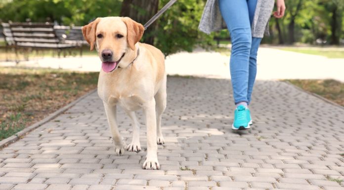Come portare a spasso il cane?